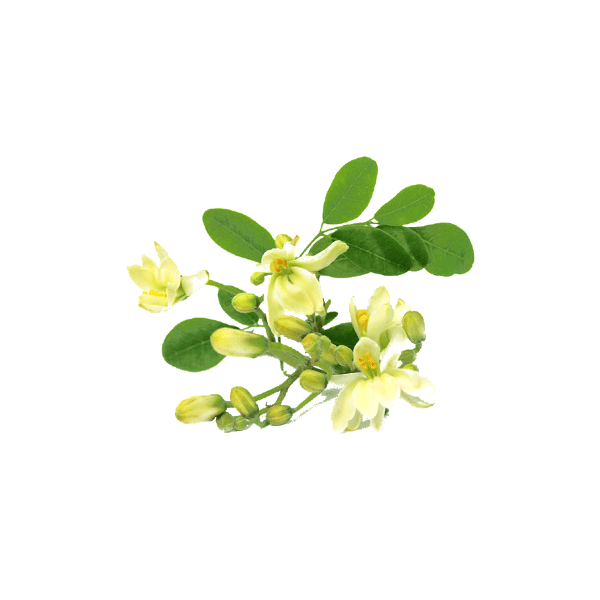 Moringa Bio en gélules - Défenses immunitaires