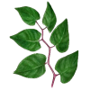 Renouée du Japon Trans-resvératrol végétal (Polygonum cuspidatum)