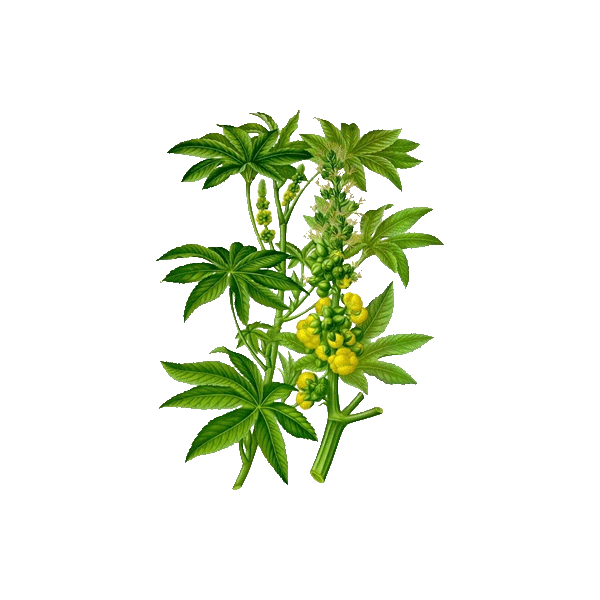 Huile végétale vierge de Ricin Bio*