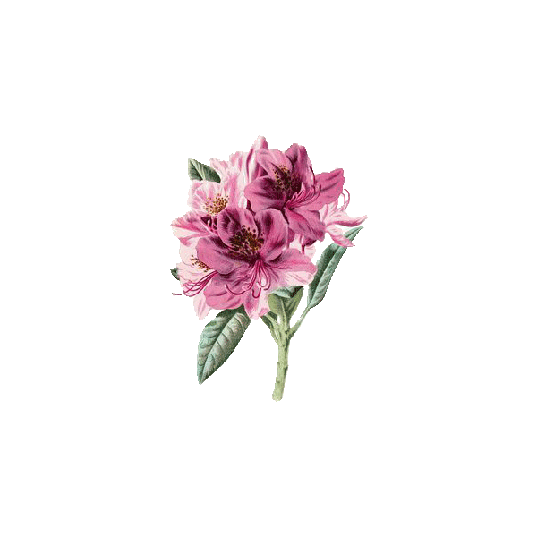 Huile essentielle Rhododendron sauvage bio (Rhododendron anthopogon)