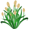 Psyllium blond bio en gélules (Plantago ovata)