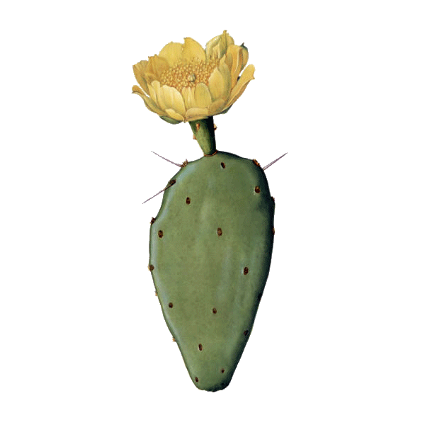 Huile végétale Figue de Barbarie Vierge Bio*