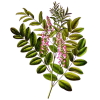 Reglisse Bio en gélules (Glycyrrhiza glabra)