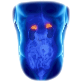 Glandes Surrénales mélange en gélules Régénération