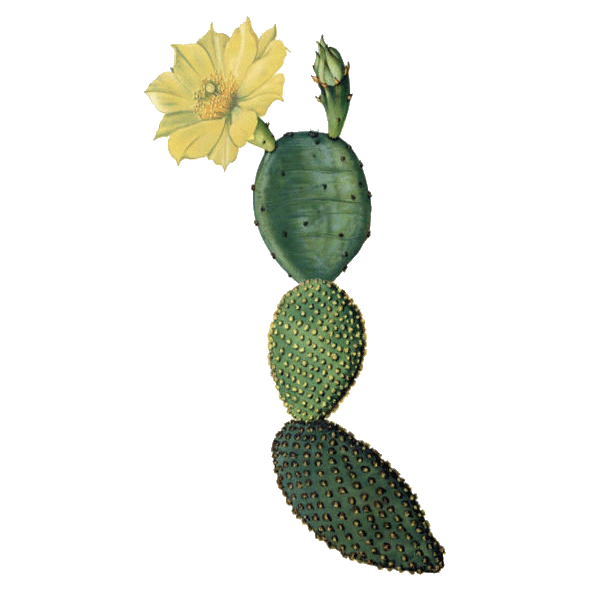 Nopal Opuntia en gélules pour cure minceur