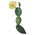 Nopal Opuntia en gélules pour cure minceur