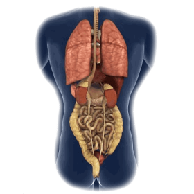 Intestins-Estomac mélange en gélules Pullulan Régénération