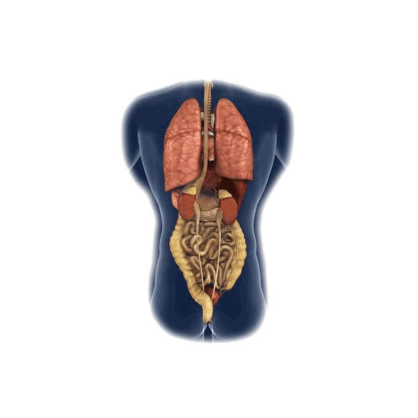 Intestins-Estomac mélange en gélules Pullulan Régénération