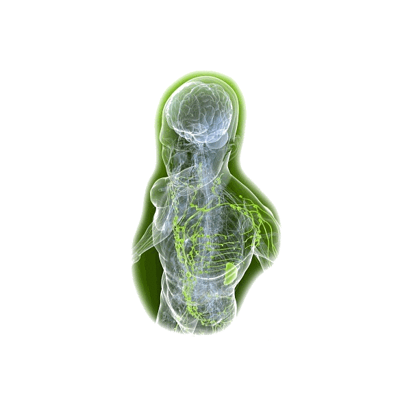 Lymphe mélange en gélules Régénération