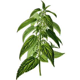 Ortie Absolue mélange en gélules Régénération