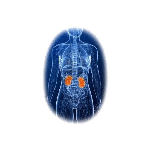 Reins & Rate mélange en gélules Régénération (Pullulan haute qualité)