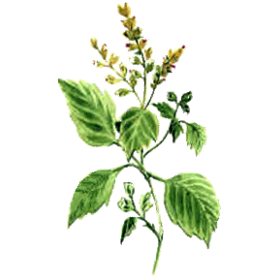 Huile essentielle Patchouli (Pogostemon cablin)