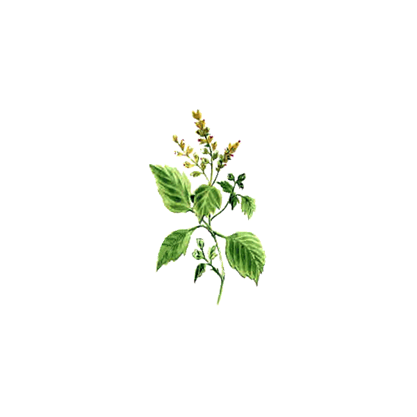 Huile essentielle Patchouli (Pogostemon cablin)