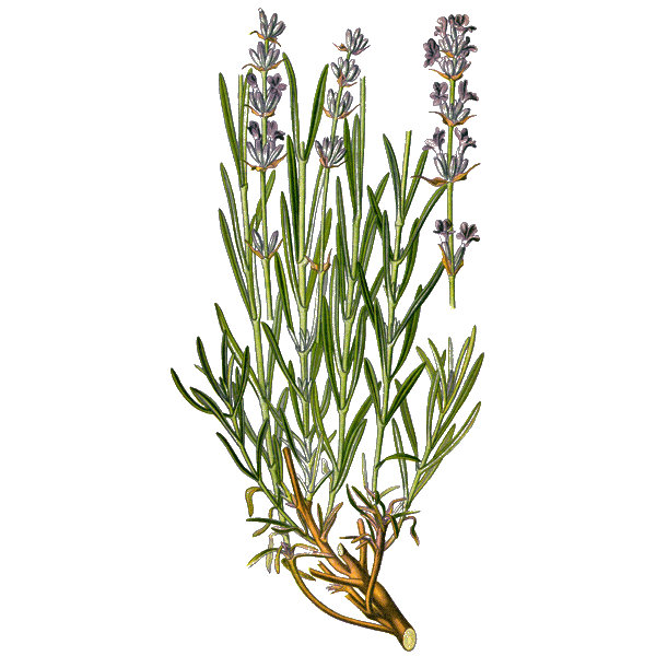 Lavande Officinale BIO en gélules  (Lavandula angustifolia)