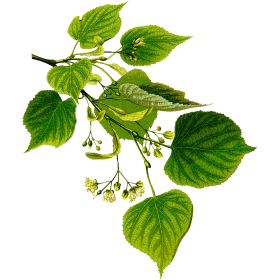 Tilleul Aubier BIO en gélules (Tillia tomentosa)