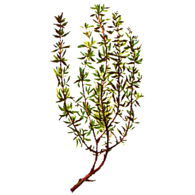 Huile essentielle Thym à Linalol Provence bio (Thymus vulgaris)