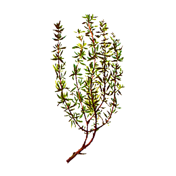 Huile essentielle Thym à Linalol Provence bio (Thymus vulgaris)