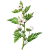 Guimauve racine BIO en gélules (Althaea officinalis) - Contre les inflammations
