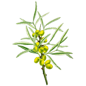 Huile végétale Vierge Argousier Bio*