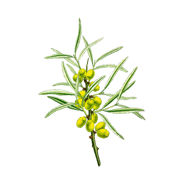 Huile végétale Vierge Argousier Bio*