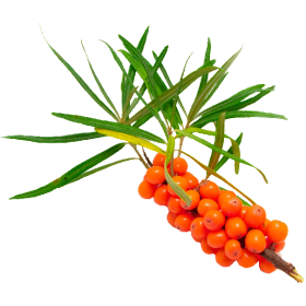 Huile végétale Vierge Argousier Bio*