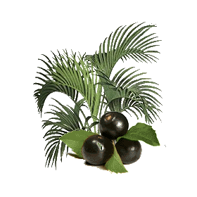 Açaie Bio en gélules (Euterpe oleracea)