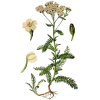 Achillée Millefeuille en gélules (Achillea millefolium)