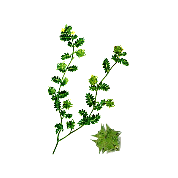 Tribulus terrestris Bio en gélules (aphrodisiaque naturel)