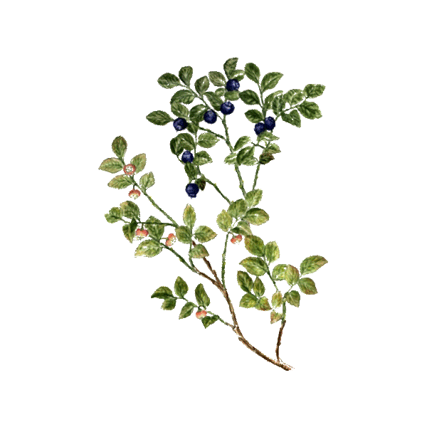 Myrtille feuilles BIO en gélules (Vaccinum myrtillus)