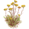 Huile essentielle Hélichryse Italienne ou Immortelle bio (Helichrysum italicum)