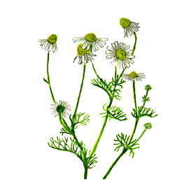 Camomille Matricaire fleurs BIO en gélules