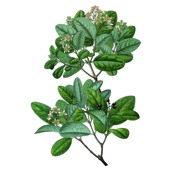 Boldo BIO en gélules (foie)