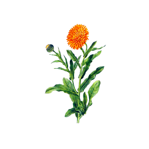 Souci fleur BIO en gélules (Calendula officinalis)