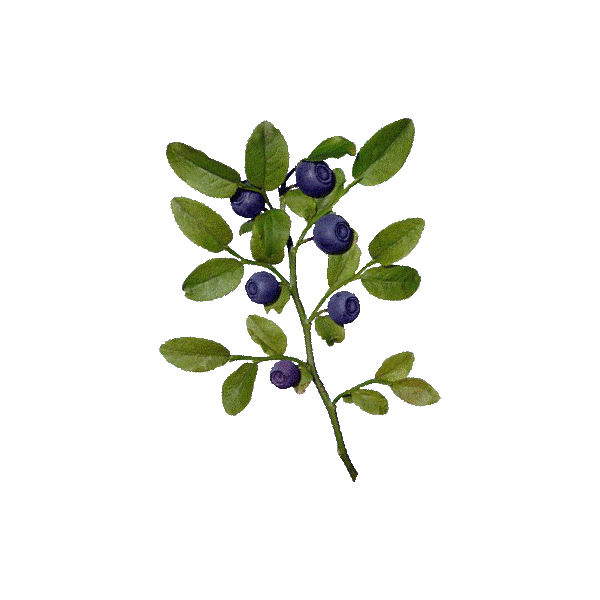 Baies de myrtille BIO en gélules (extrait - vaccinium myrtillus)