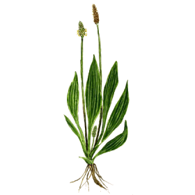 Plantain feuille BIO en gélules (Plantago lanceolata)
