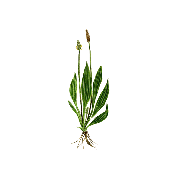 Plantain feuille BIO en gélules (Plantago lanceolata)