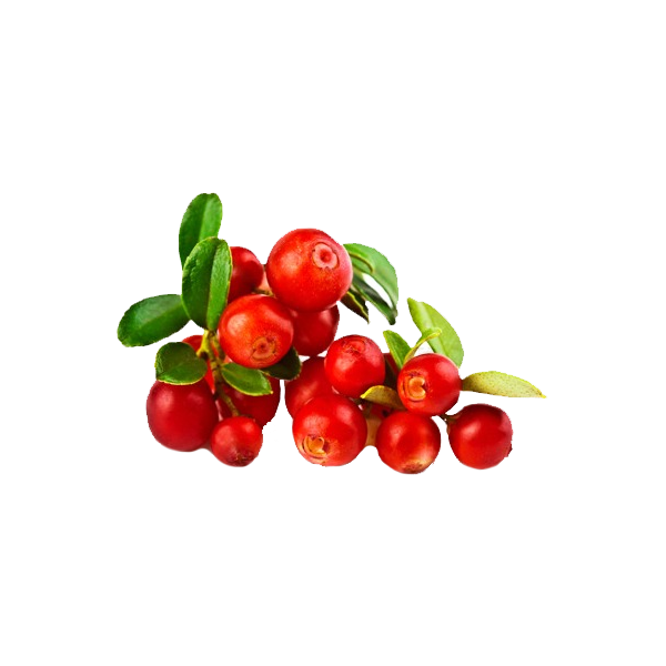 Cranberry Canneberge extrait  BIO en gélules