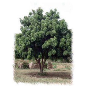 Huile végétale vierge de NEEM Bio*