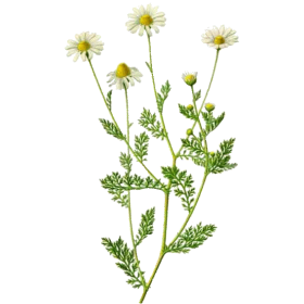 Camomille Romaine fleurs BIO en gélules