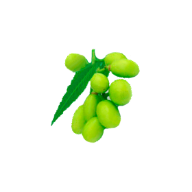 Huile végétale vierge de NEEM Bio*