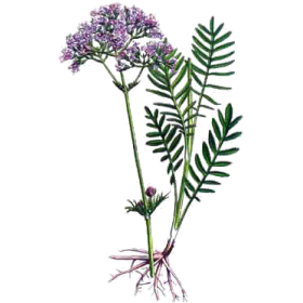 Valériane BIO en gélules (Valeriana officinalis)