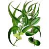 Eucalyptus globulus en gélules (Affections respiratoires)