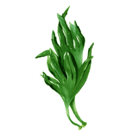 Huile d'algue Oméga 3 Végétal Vegan en capsules (Schizochytrium)