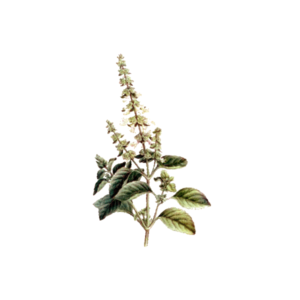 Huile essentielle Basilic Tropical Madagascar Bio (Ocimum basilicum L.)