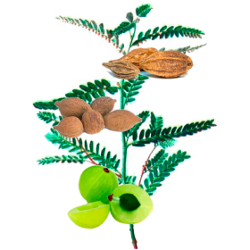 Triphala Bio en gélules, médecine ayurvédique