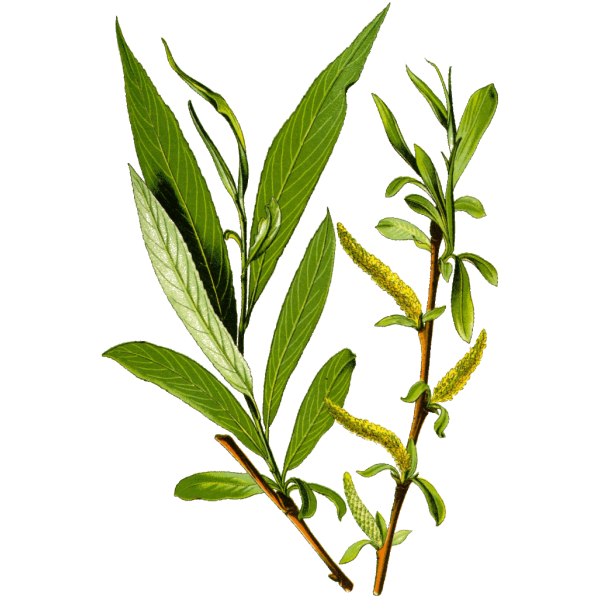 Saule Blanc en gélules (Salix alba)