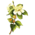 Huile essentielle Myrte Verte bio (Myrtus communis)