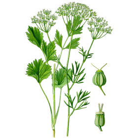 Anis Vert en gélules