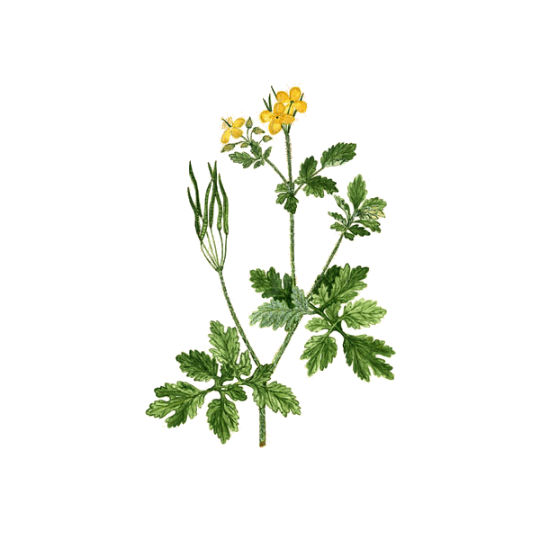Chelidoine en gélules (Chelidonium majus)