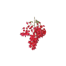 Combretum Kinkéliba BIO en gélules (Foie et vésicule)